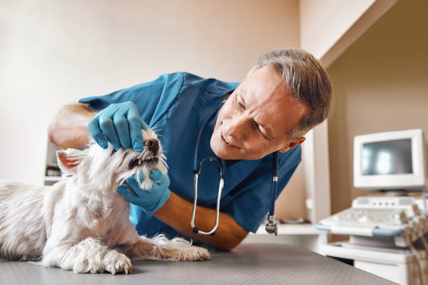 Best Emergency Tooth Extraction in Van Horn, TX